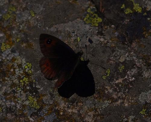 Erebia rondoui