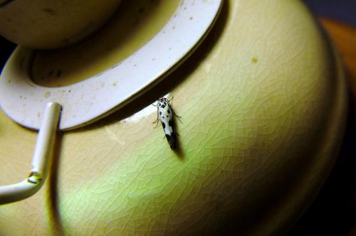 Ethmia quadrillella