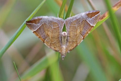 Réf. 106 966 : Eulithis testata