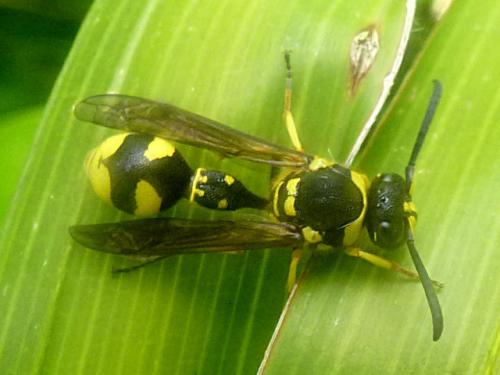 Eumenes sp.