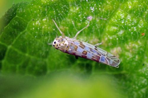 Réf. 106 024 : Eupteryx thoulessi
