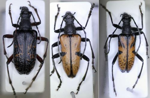 Evodinus clathratus