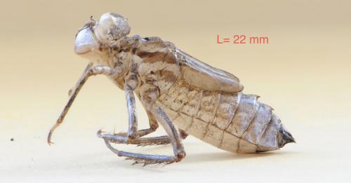 Réf. 106 909 : Cordulia aenea