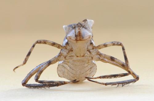 Cordulia aenea
