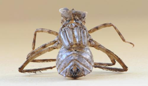Cordulia aenea