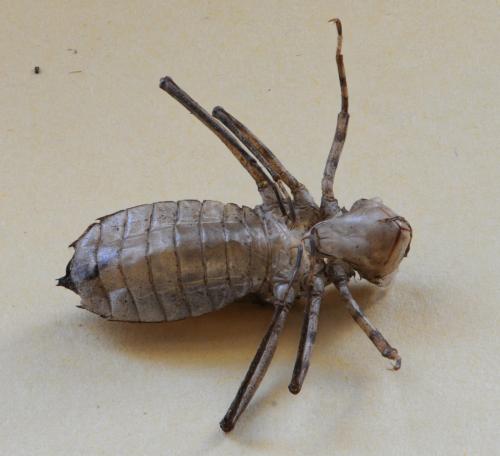 Cordulia aenea