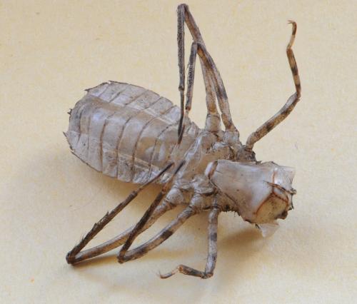 Cordulia aenea