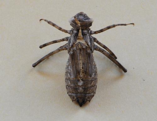 Cordulia aenea