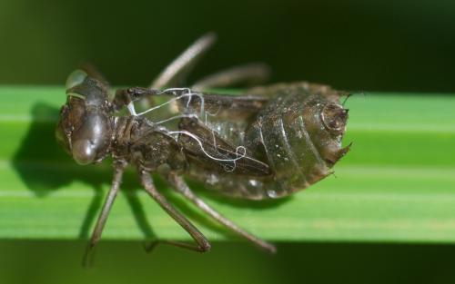 Réf. 106 981 : Sympetrum striolatum