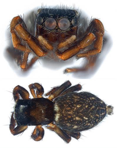 Réf. 106 520 : Euophrys sp.