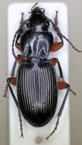 Pterostichus flavofemoratus