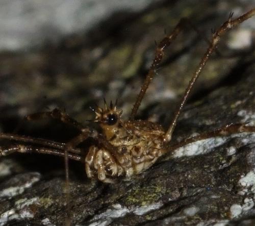 Réf. 106 697 : Megabunus diadema