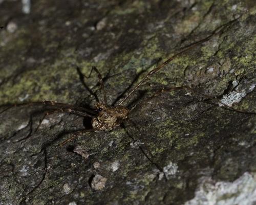 Réf. 106 698 : Megabunus diadema