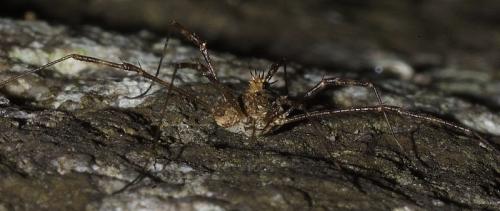 Réf. 106 699 : Megabunus diadema