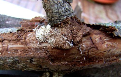 Réf. 106 200 : Pogonocherus eugeniae