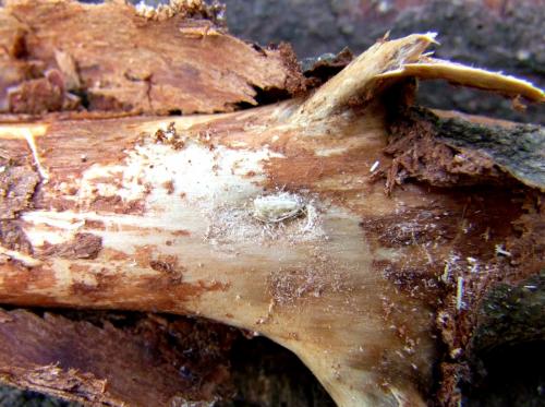 Pogonocherus eugeniae