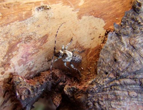 Pogonocherus eugeniae