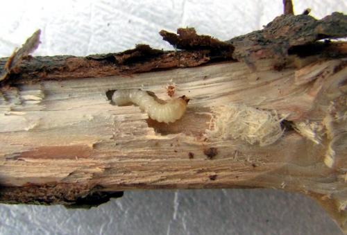 Pogonocherus eugeniae
