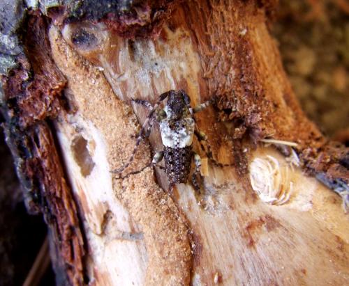 Réf. 106 267 : Pogonocherus eugeniae