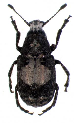 Gonotropis gibbosa