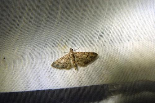 Réf. 106 344 : Gymnoscelis rufifasciata