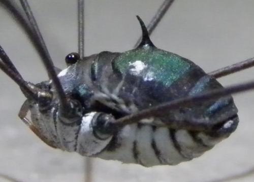 Gagrellula sp.
