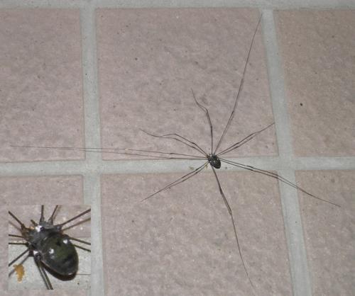Gagrellula sp.