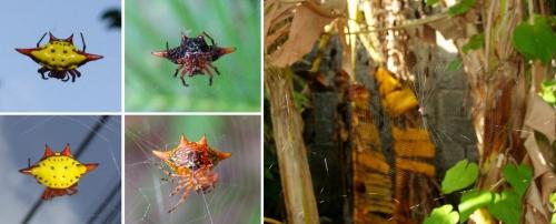 Réf. 106 807 : Gasteracantha cancriformis