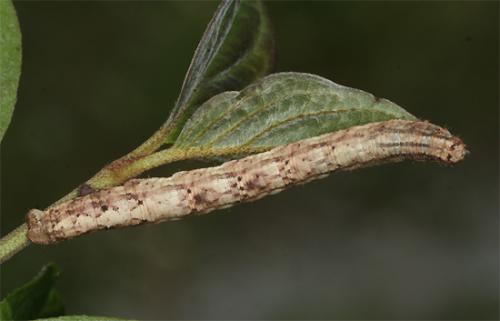 Réf. 106 992 : Alcis repandata