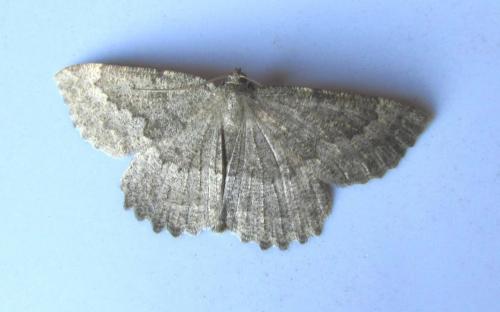 Réf. 106 129 : Gnophos furvata