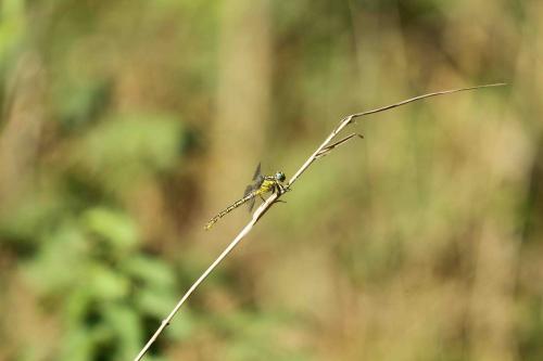 Réf. 106 389 : Gomphus graslinii