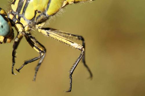 Réf. 106 391 : Gomphus graslinii