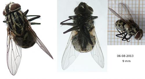 Réf. 106 291 : Graphomya maculata