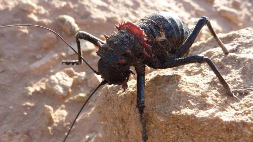 Réf. 106 223 : Eugaster sp.