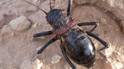 Réf. 106 224 : Eugaster sp.
