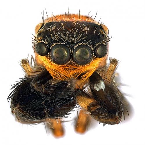 Réf. 106 522 : Euophrys sp.