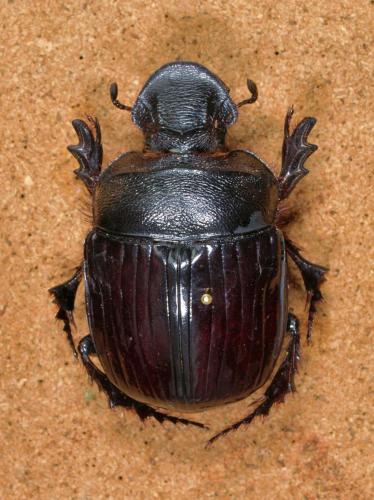 Heliocopris antenor