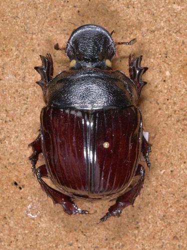 Heliocopris staudingeri