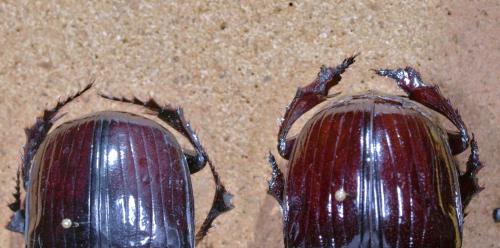 Heliocopris staudingeri