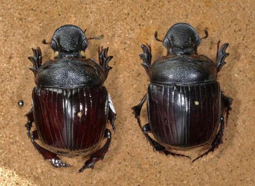 Heliocopris staudingeri