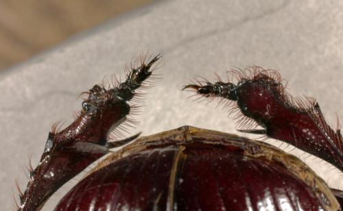 Heliocopris staudingeri