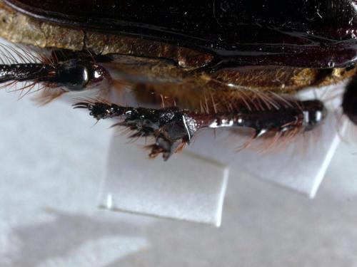 Heliocopris staudingeri