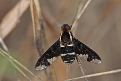 Hemipenthes maura
