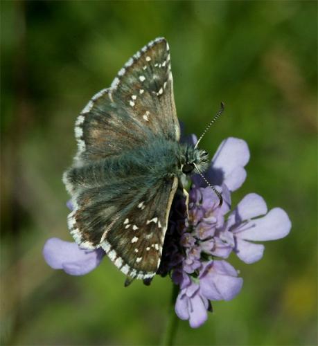 Pyrgus sp.