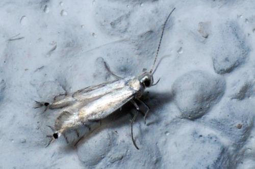 Phyllocnistis sp.