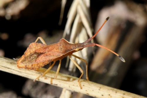 Syromastus rhombeus