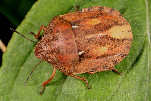 Réf. 106 956 : Eurygaster testudinaria