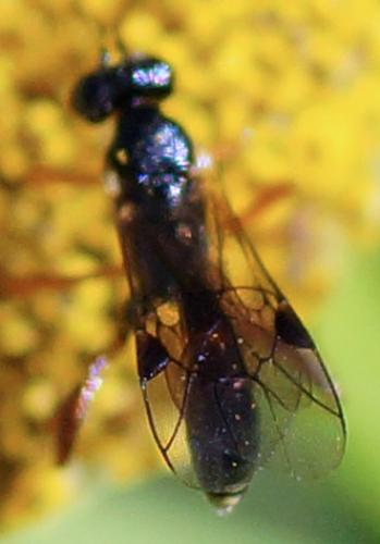Pristomerus sp.