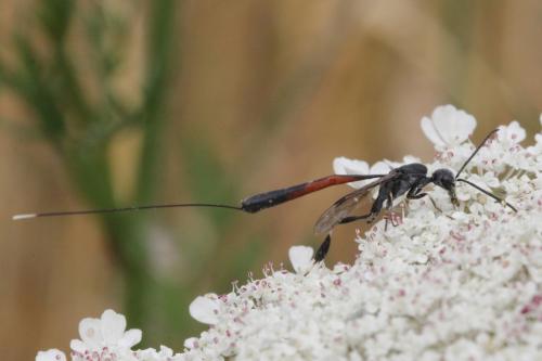 Gasteruption sp.