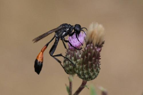 Ammophila sabulosa
